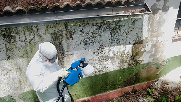 Trusted Basement Mold Remediation service in Kingston, IL - Cheap Mold Removal